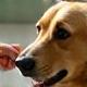 Reward-based, ethical training methods