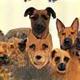 Tailored to every dog