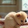 Puppies playing together indoors